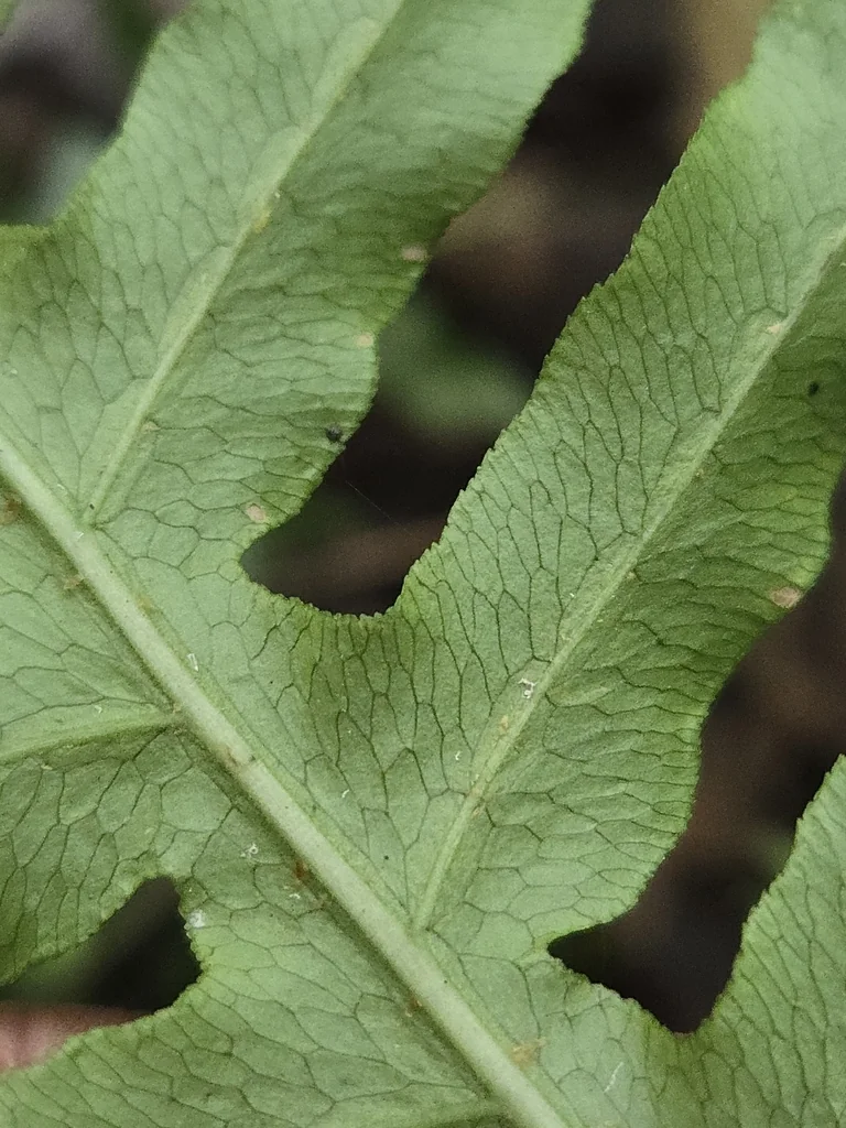 Woodwardia Areolata