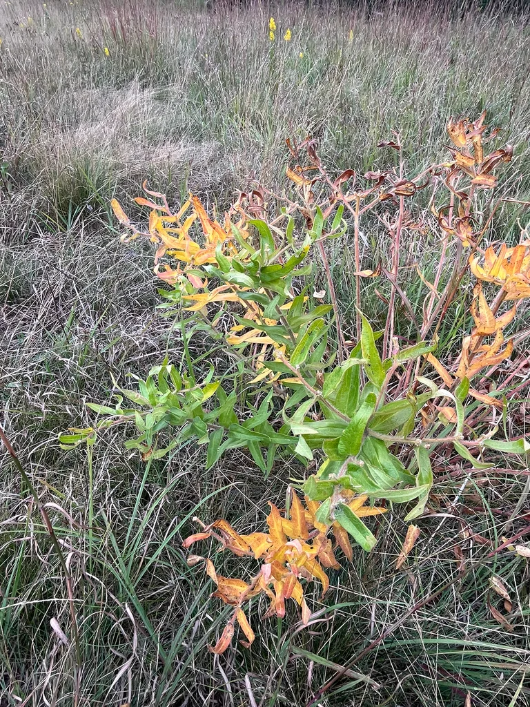 Asclepias Tuberosa