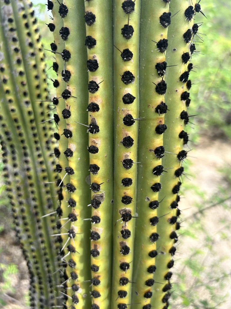Stenocereus Thurberi