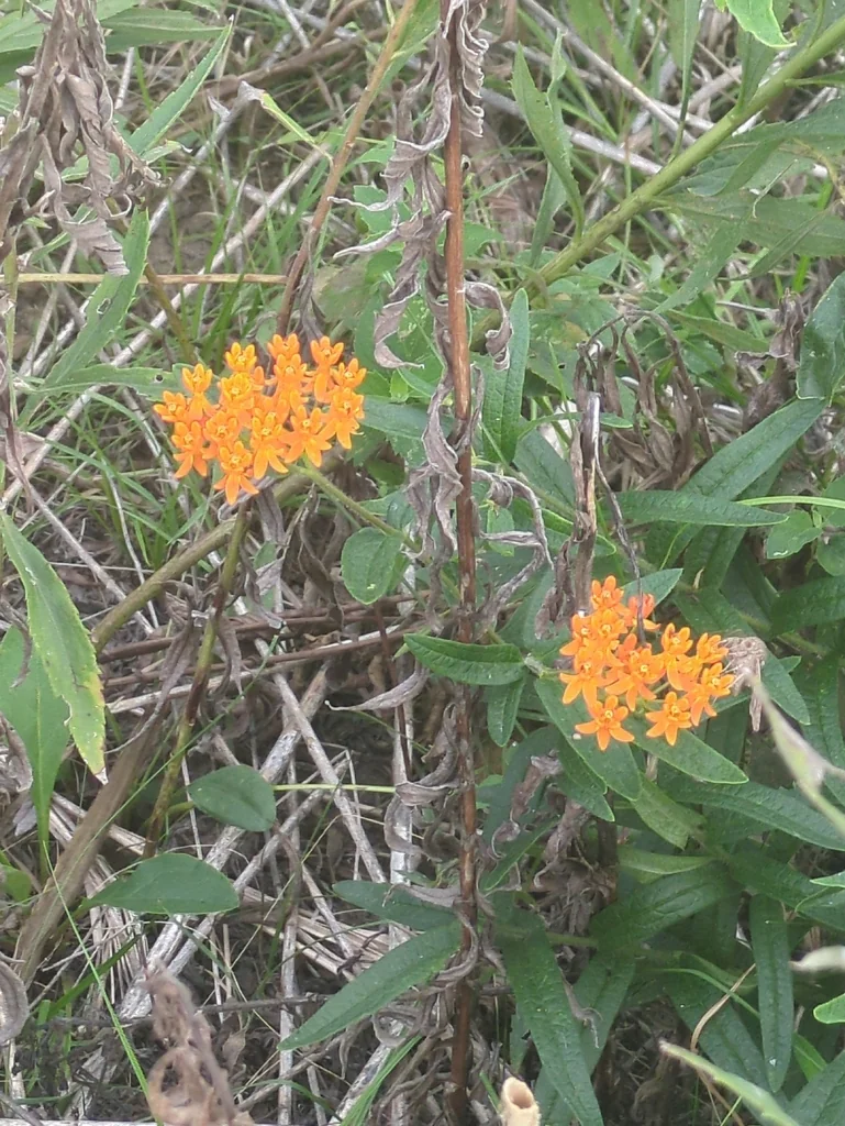 Asclepias Tuberosa