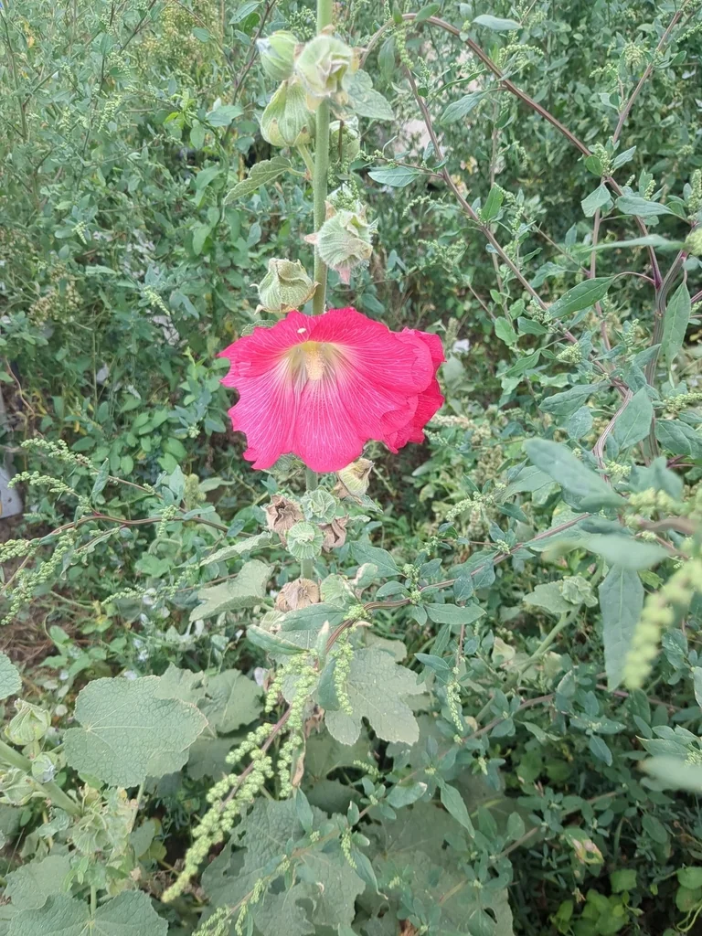 Alcea Rosea