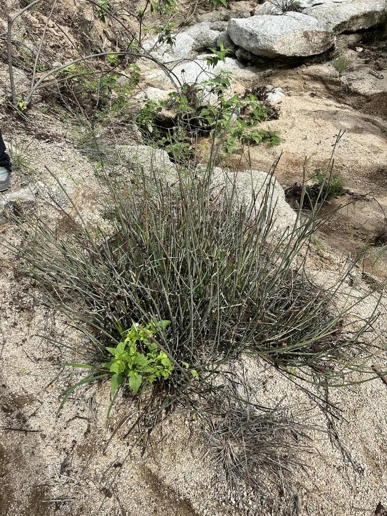 Asclepias Subulata
