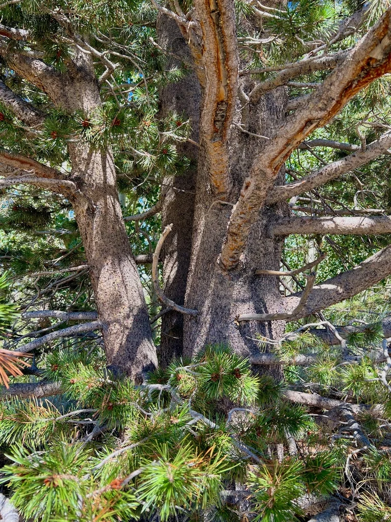 Pinus Contorta