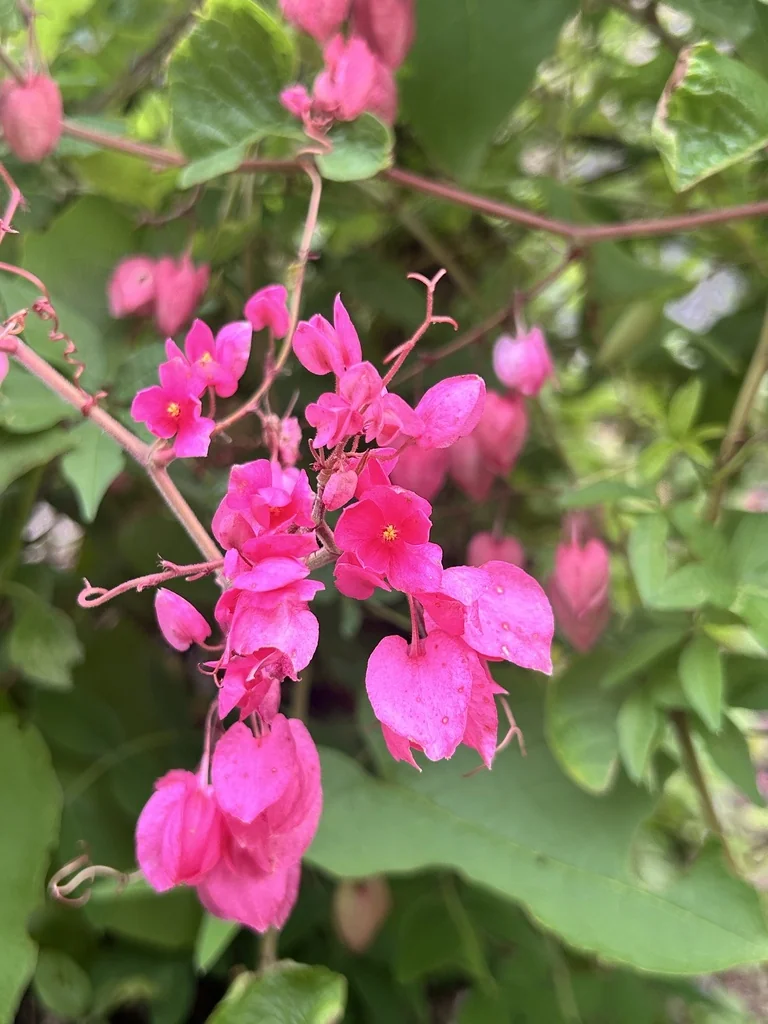 Antigonon Leptopus