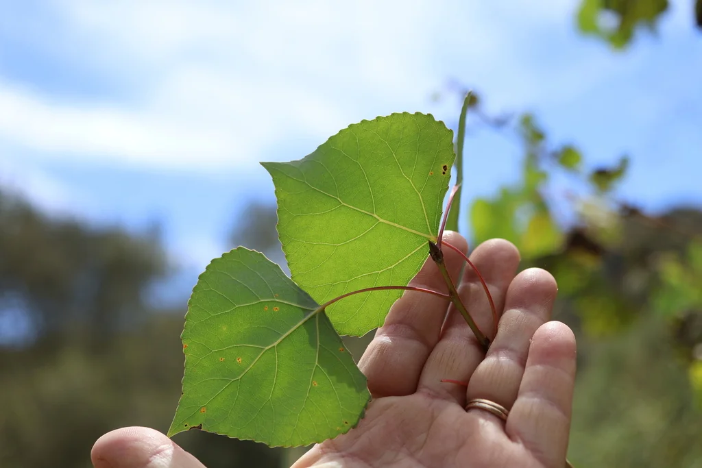 Populus Fremontii