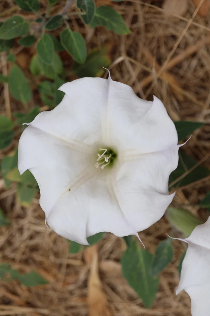 Datura wrightii