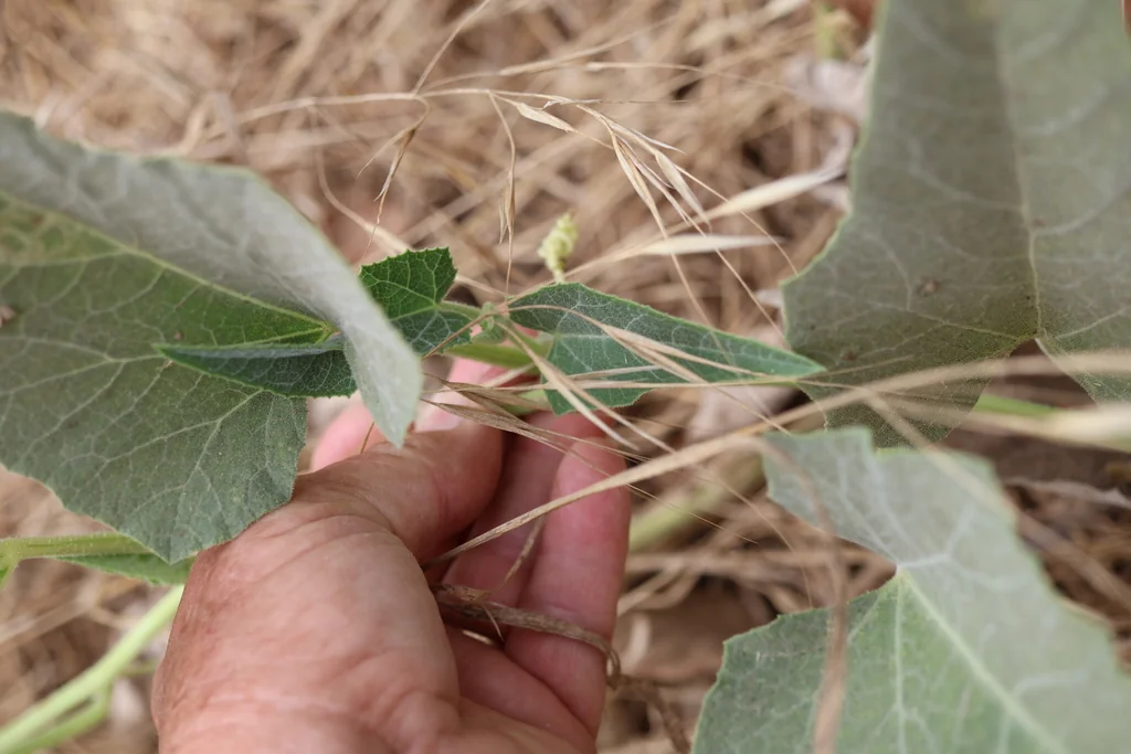 Cucurbita Foetidissima