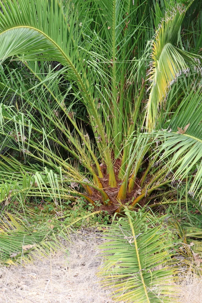 Phoenix Canariensis