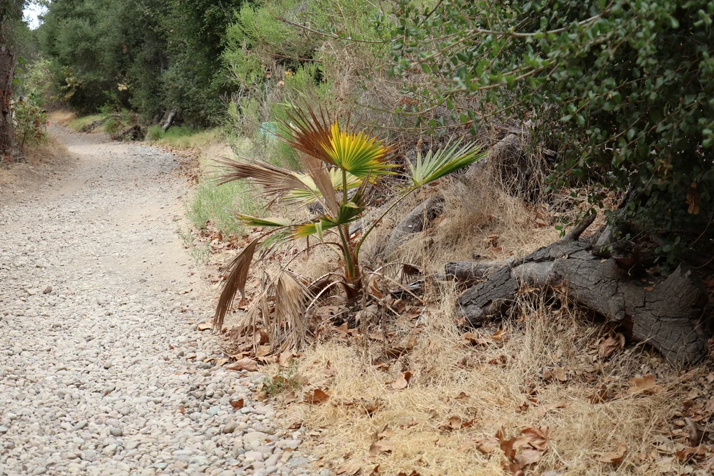 Washingtonia Robusta
