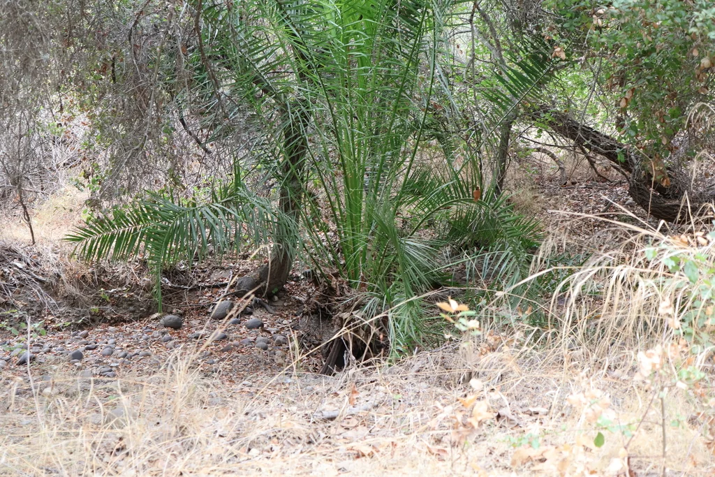 Phoenix Canariensis