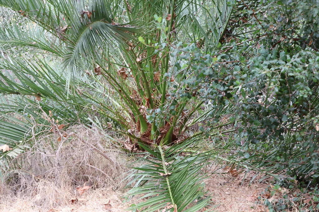 Phoenix Canariensis