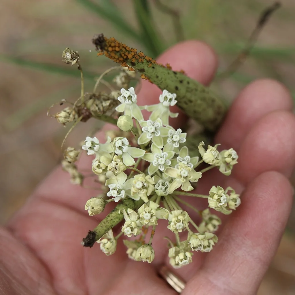 Asclepias Fascicularis