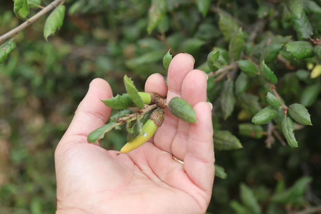 Quercus agrifolia