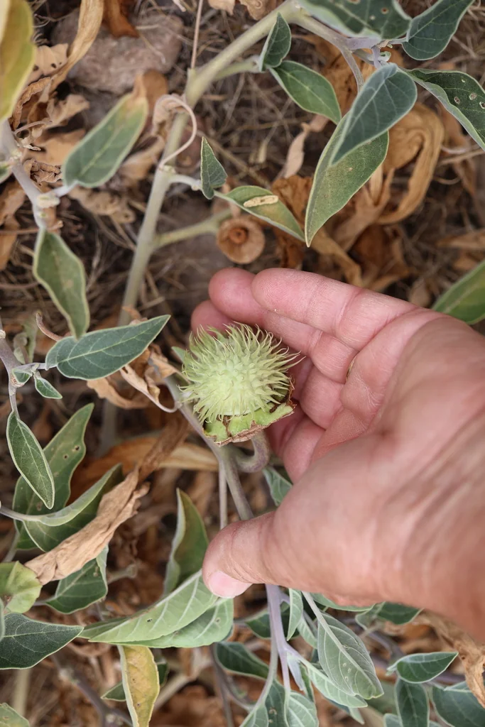 Datura wrightii