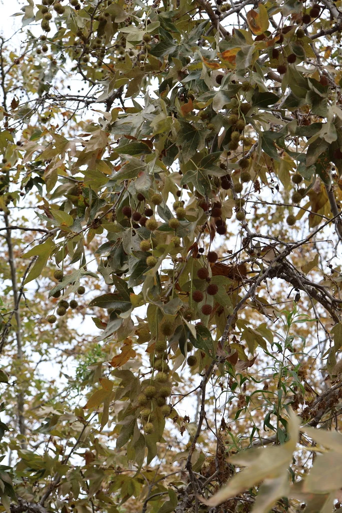 Platanus Racemosa