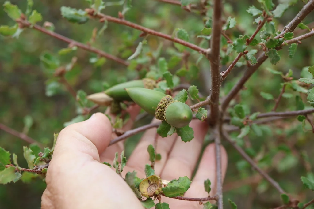 Quercus dumosa