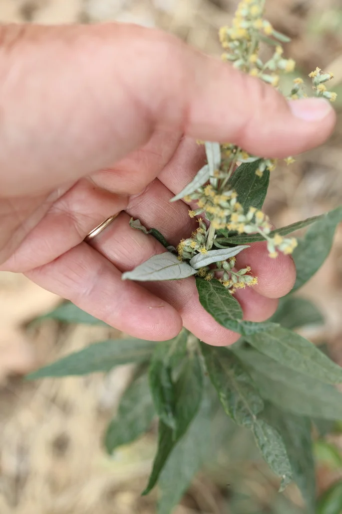Artemisia Douglasiana