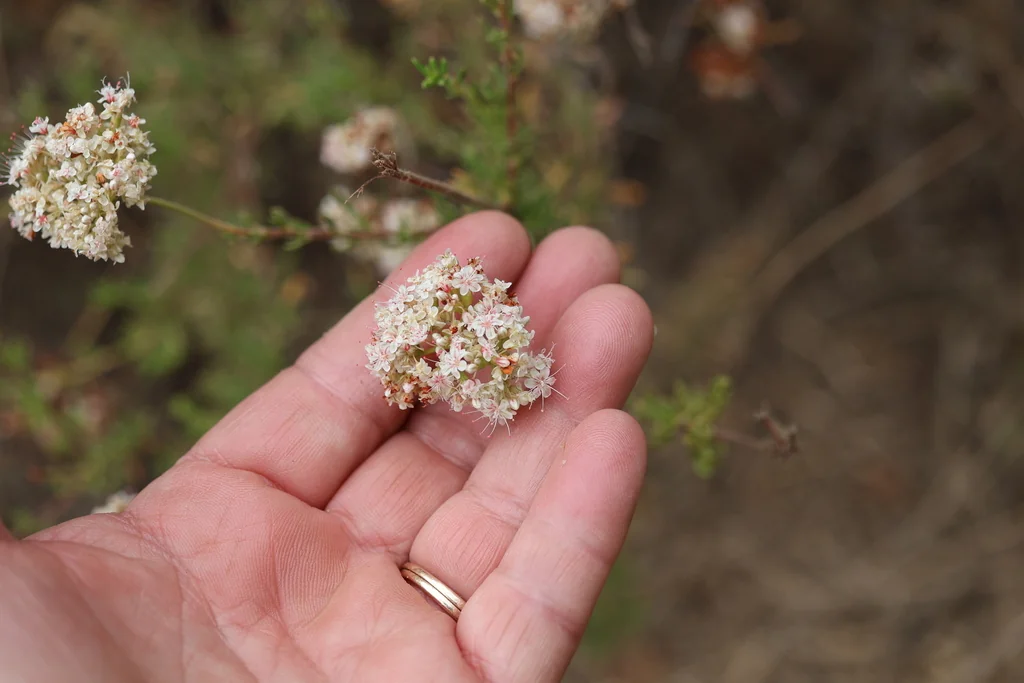 Eriogonum Fasciculatum