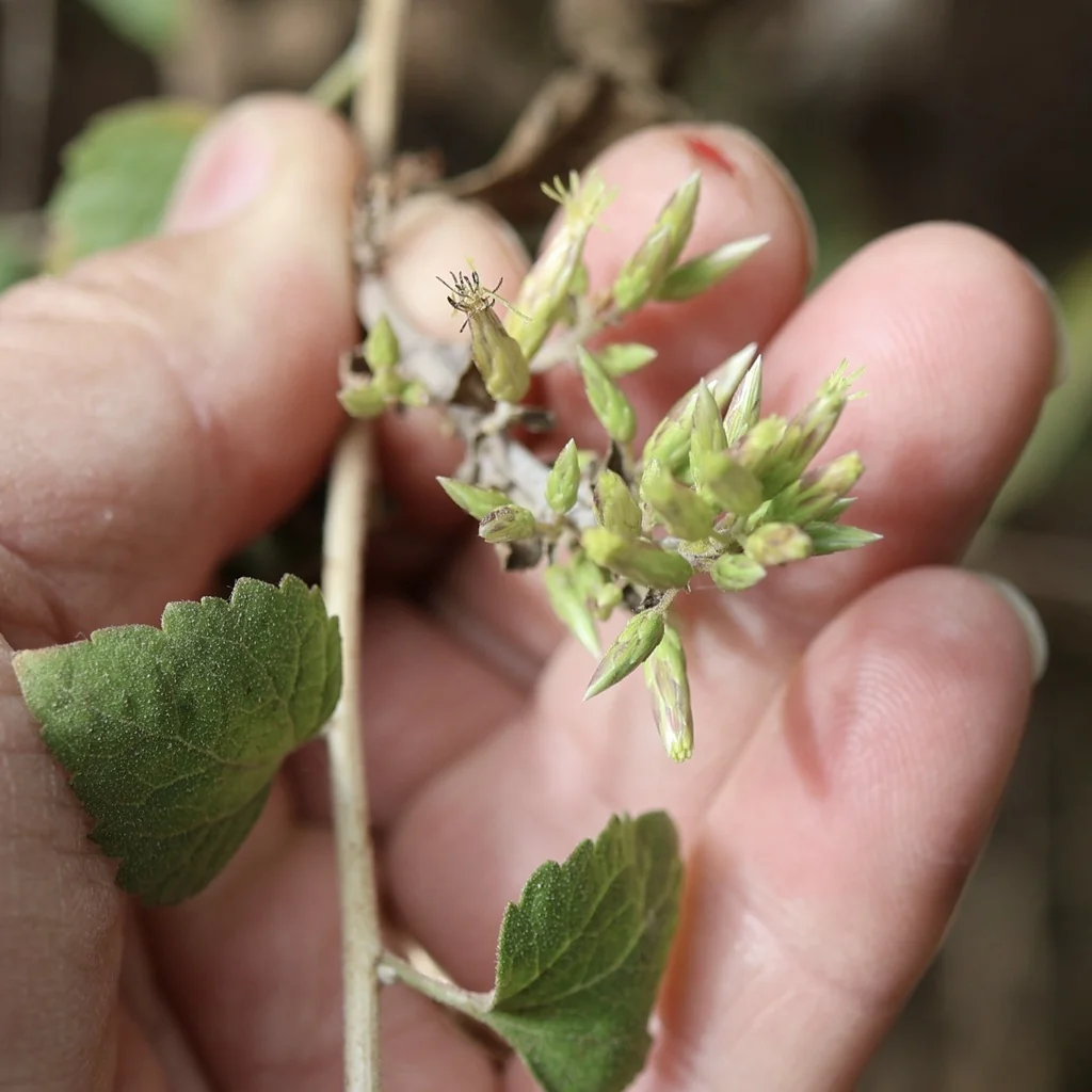 Brickellia Californica