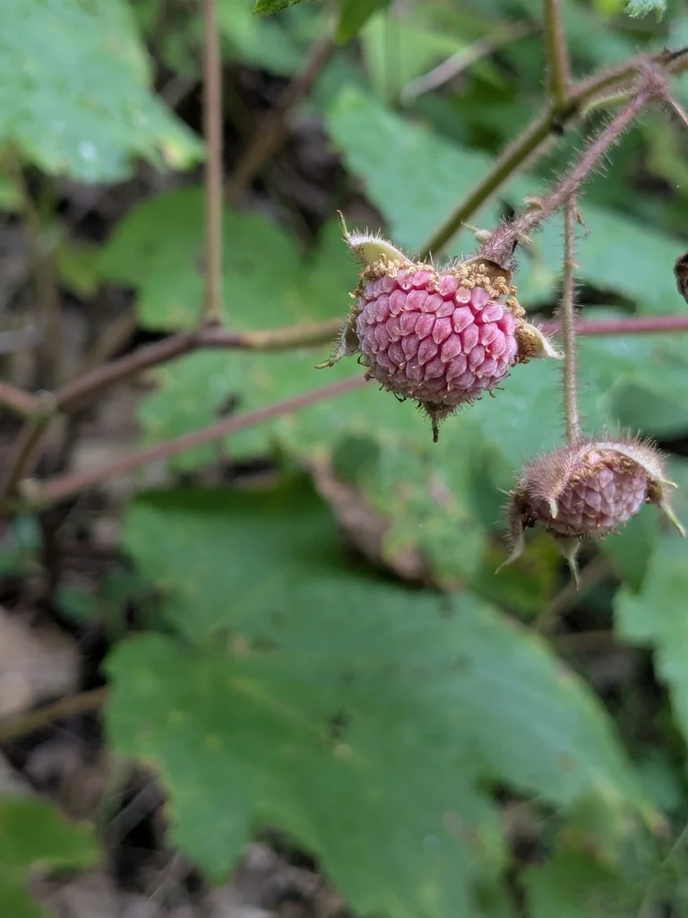 Rubus Odoratus