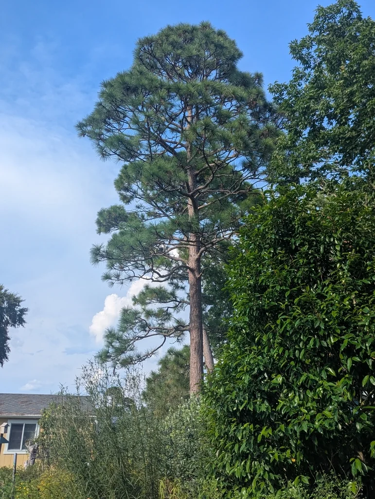Pinus Palustris