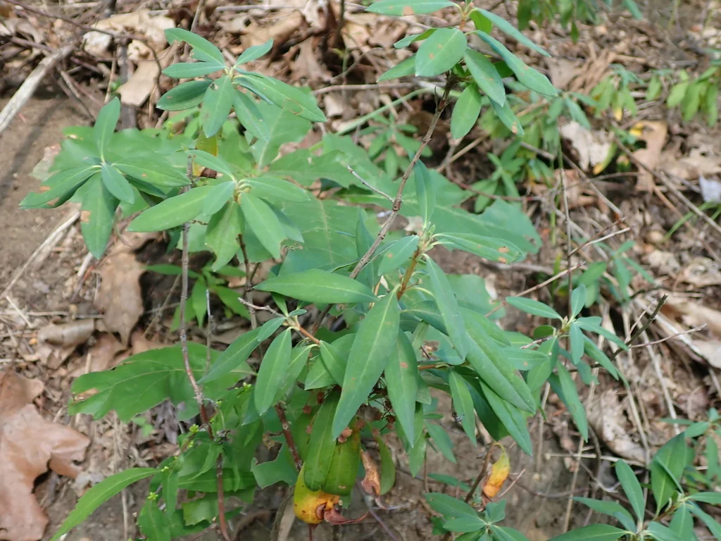 Kalmia Angustifolia