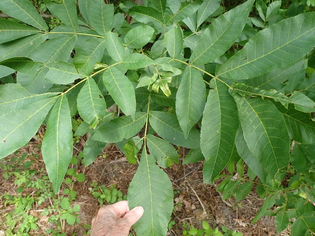 Carya Cordiformis