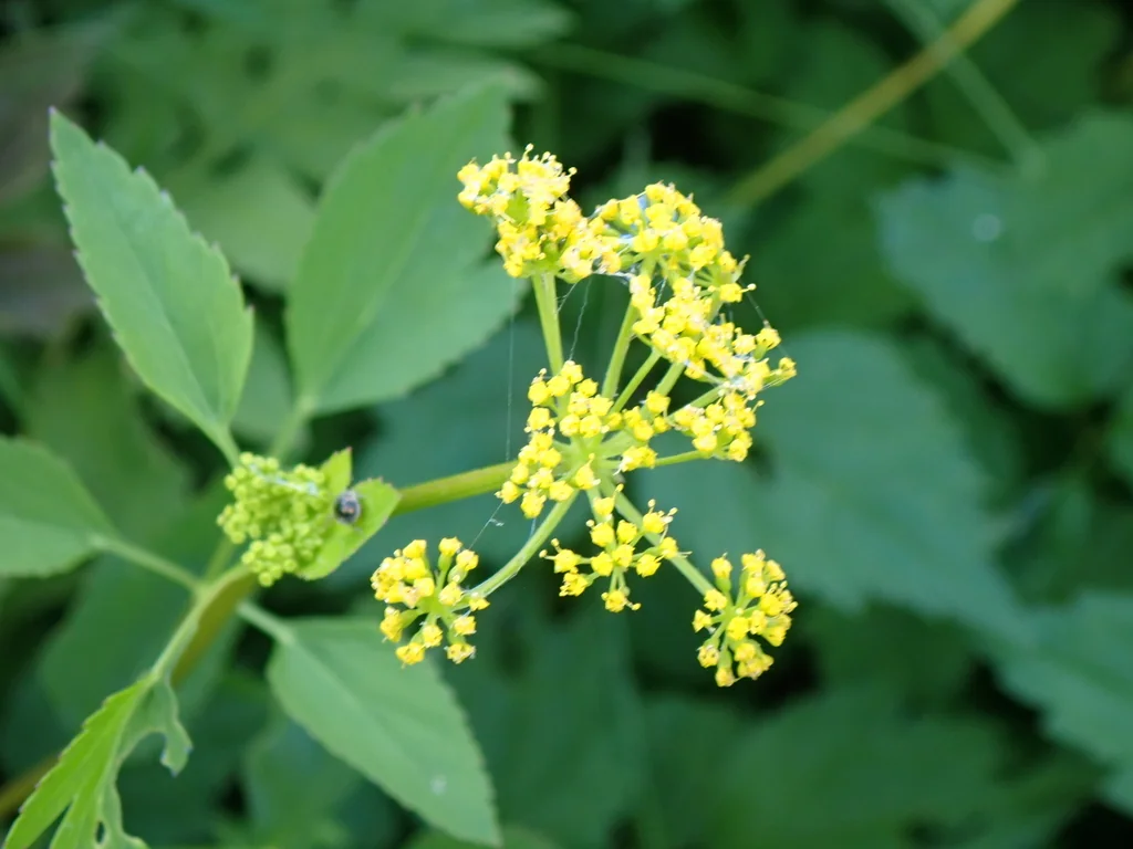 Zizia Aurea