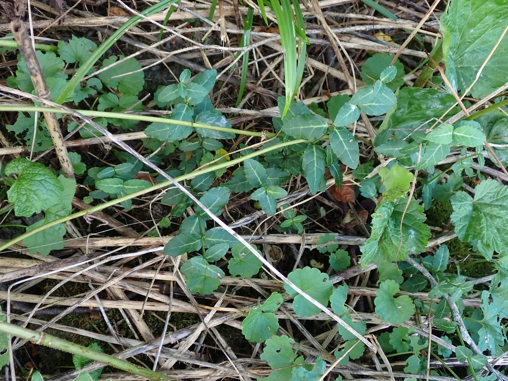 Euonymus fortunei
