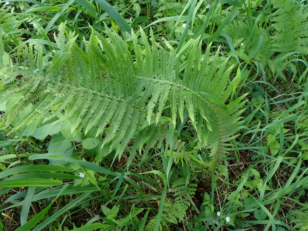 Matteuccia Struthiopteris