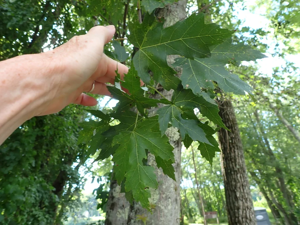 Acer Saccharinum