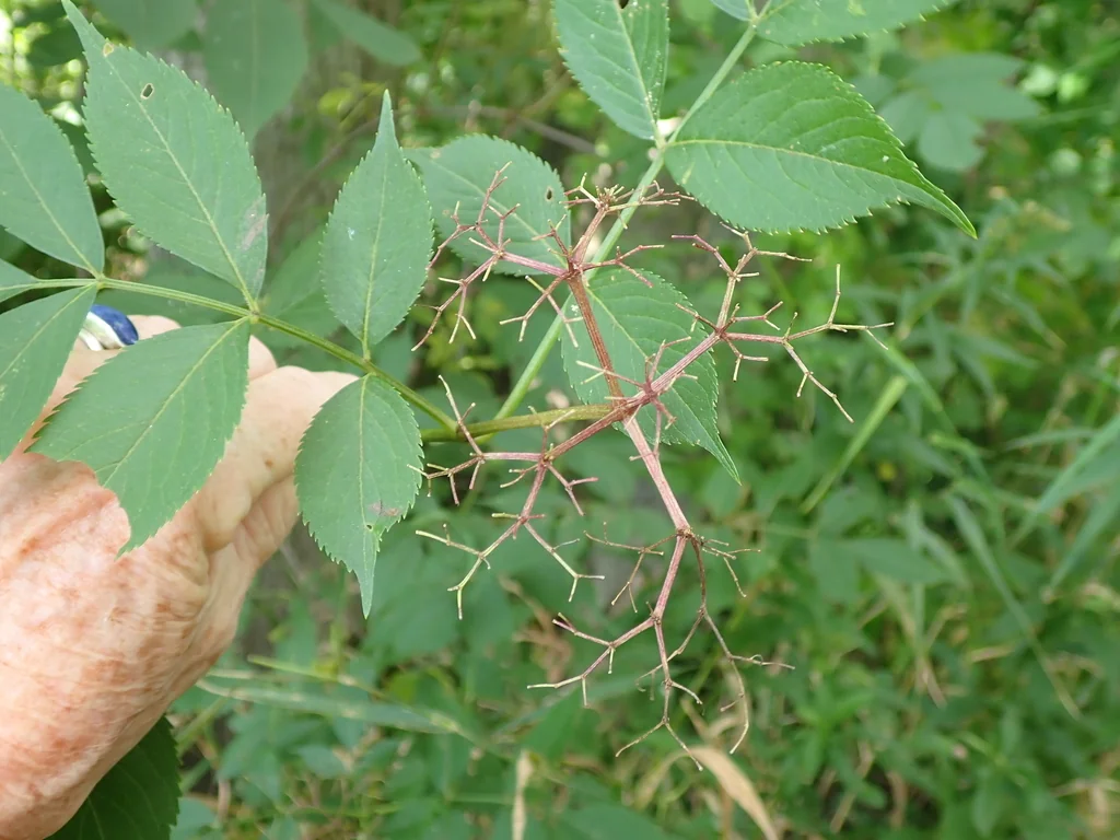 Sambucus Canadensis