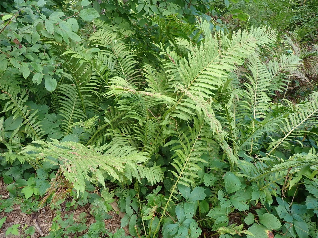 Matteuccia Struthiopteris