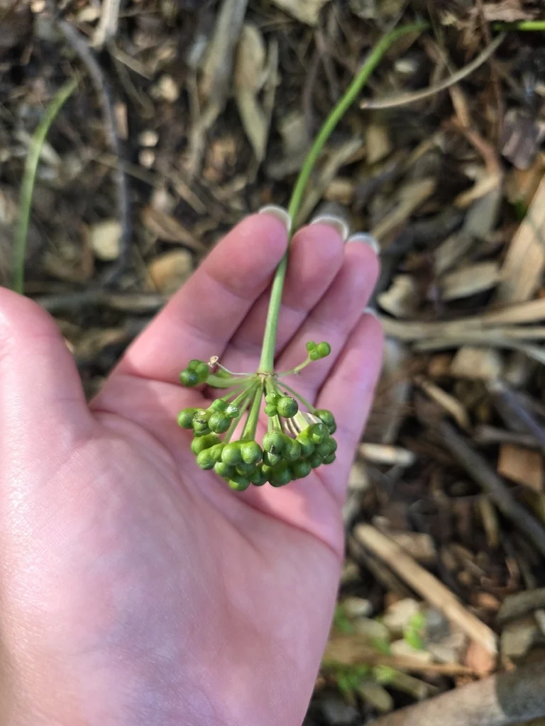 Allium Tricoccum