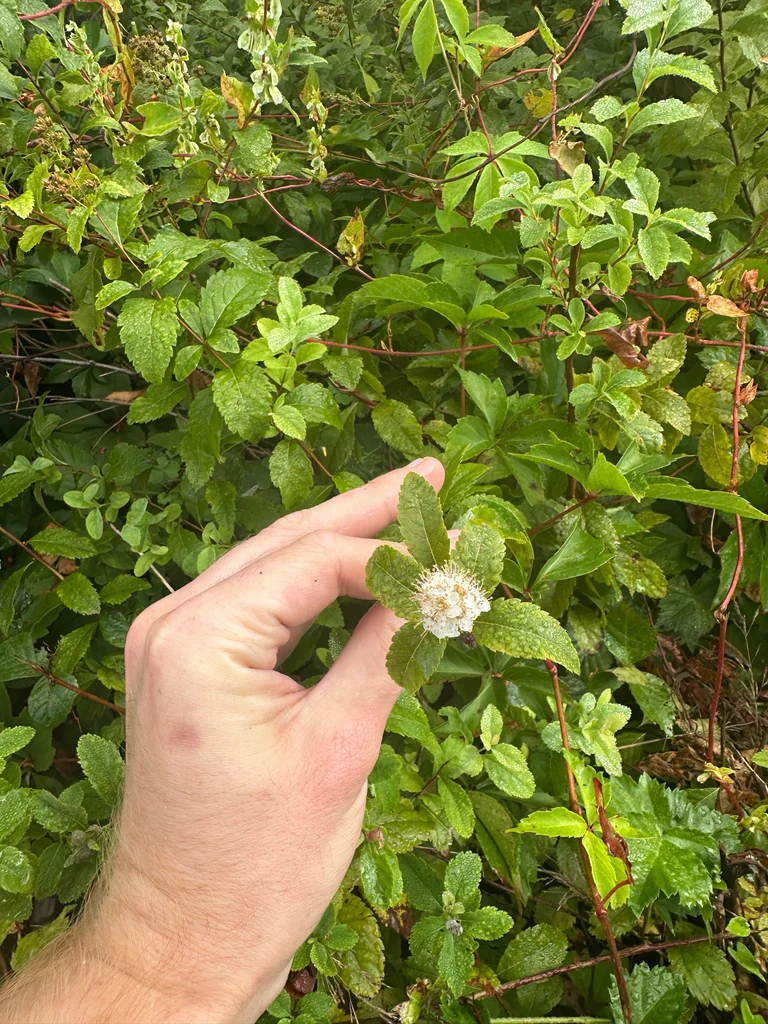 Spiraea Alba