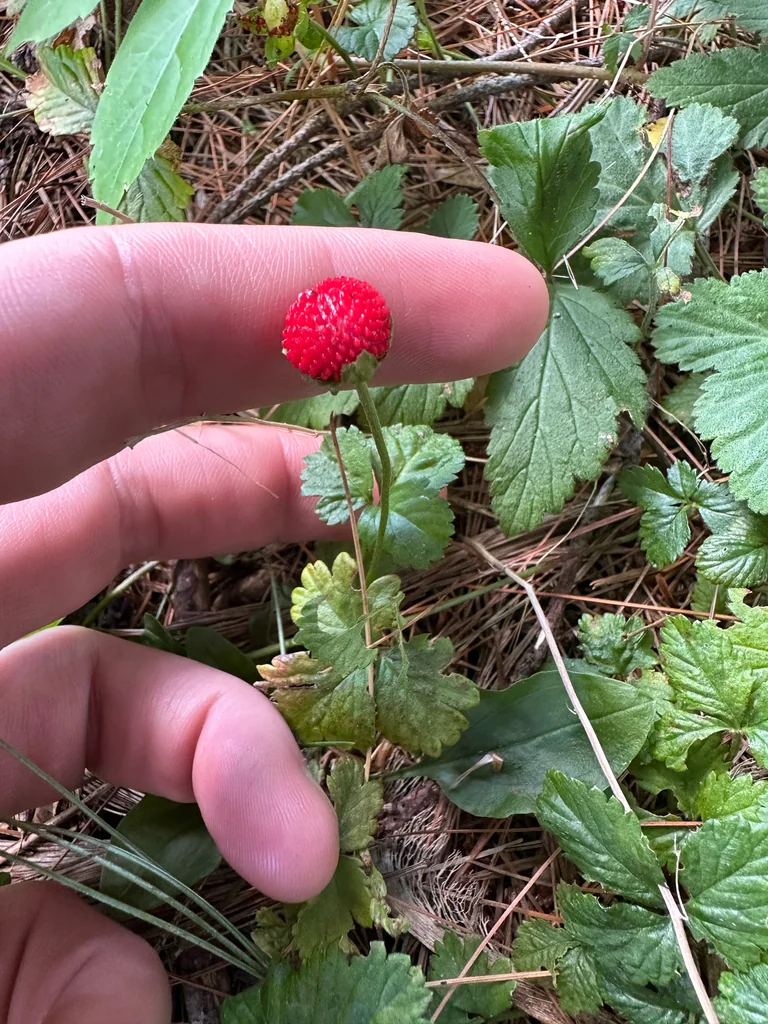 Duchesnea Indica