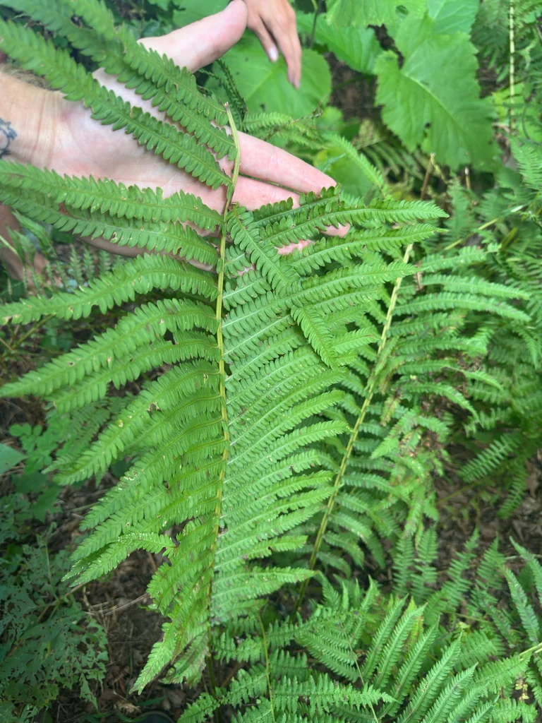 Matteuccia Struthiopteris