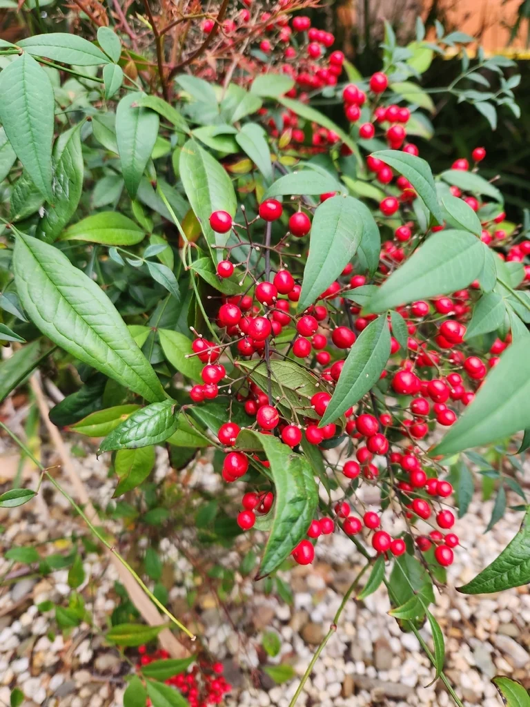 Nandina Domestica