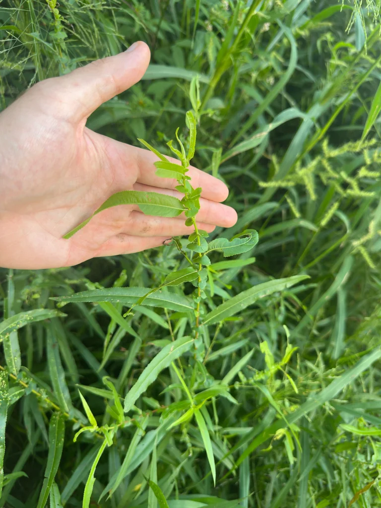 Salix Nigra