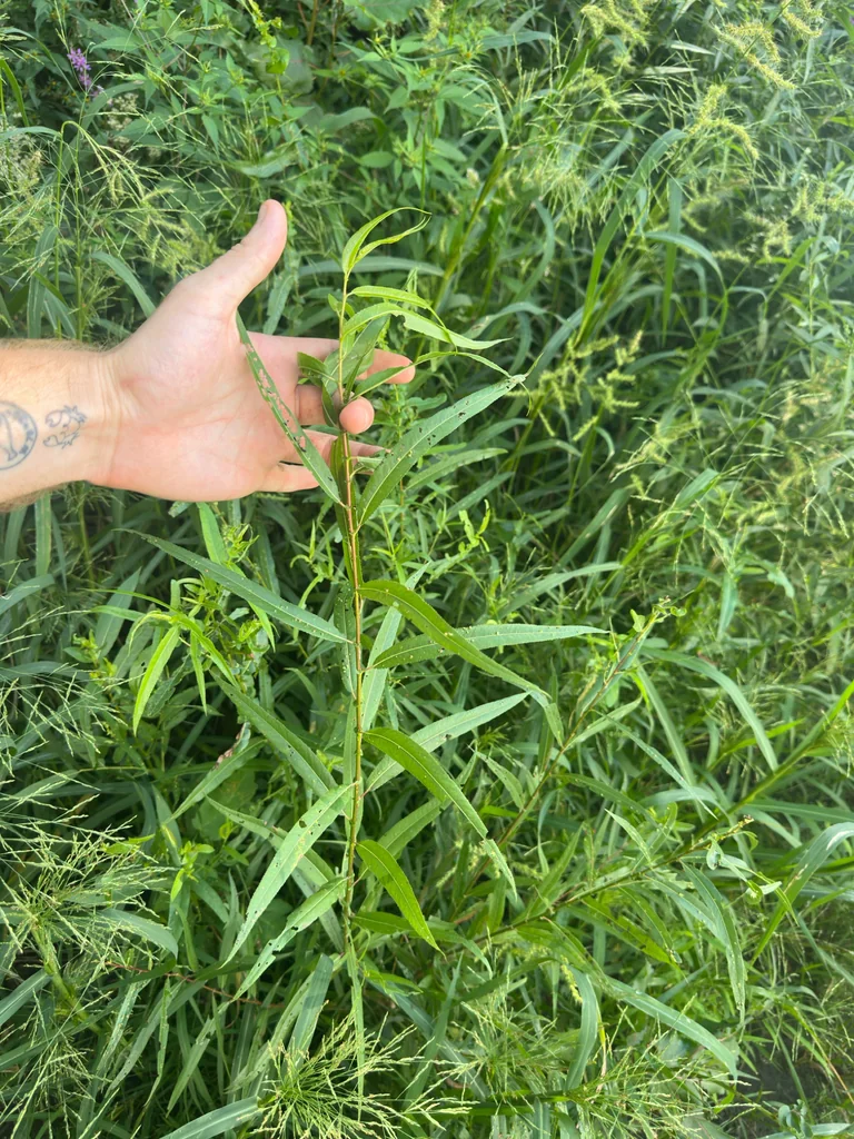 Salix Nigra