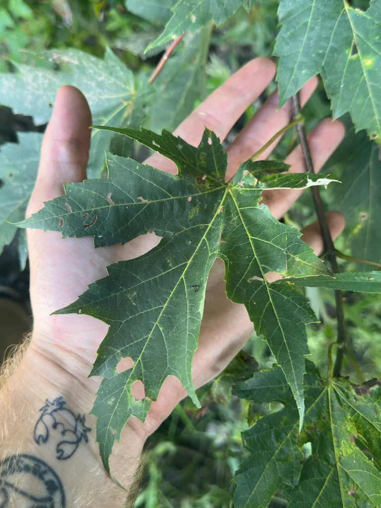Acer Saccharinum