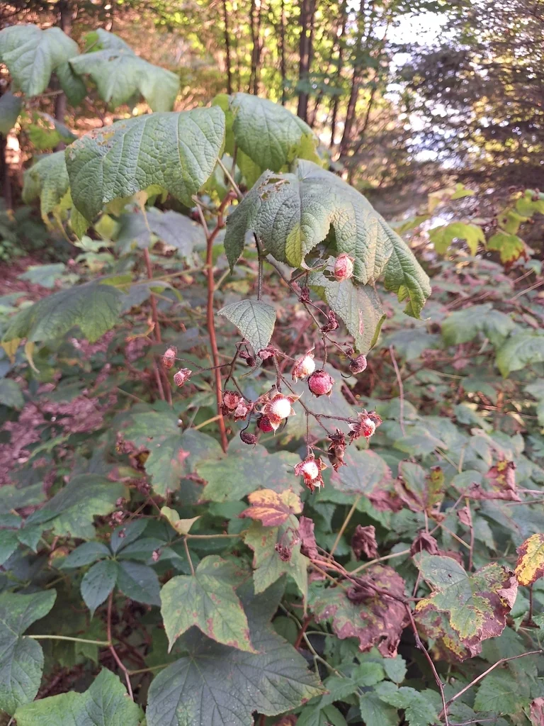 Rubus Odoratus