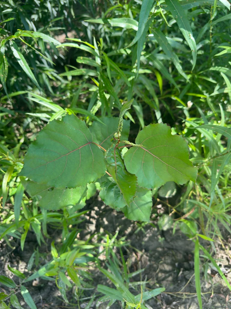 Populus Deltoides
