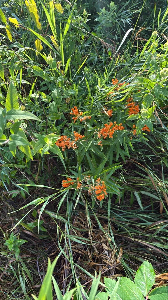 Asclepias Tuberosa