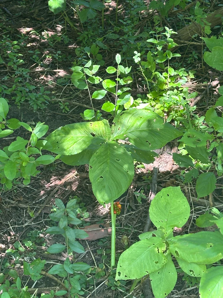Arisaema Triphyllum