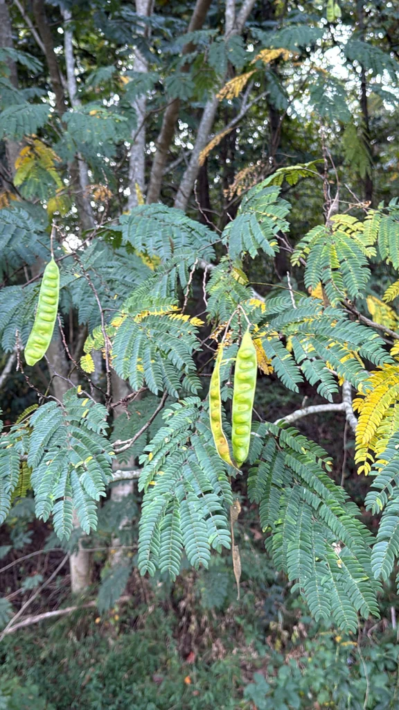 Albizia Julibrissin