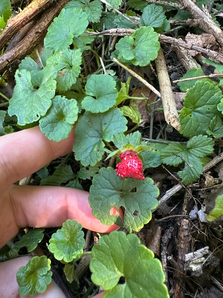 Duchesnea Indica
