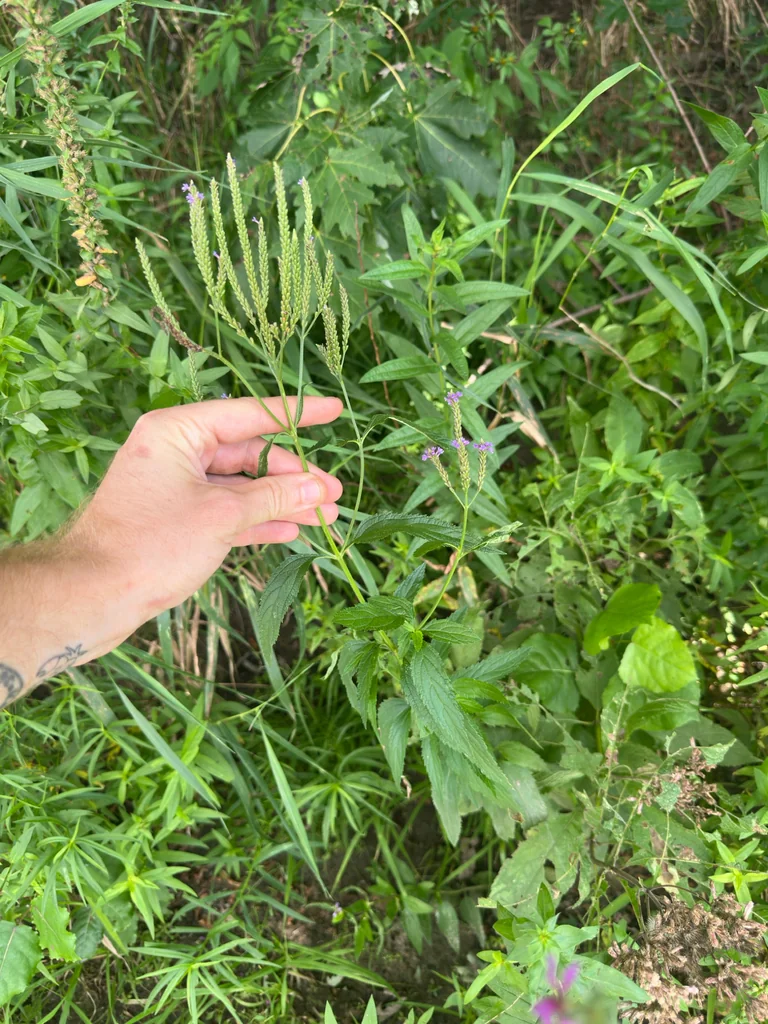 Verbena Hastata