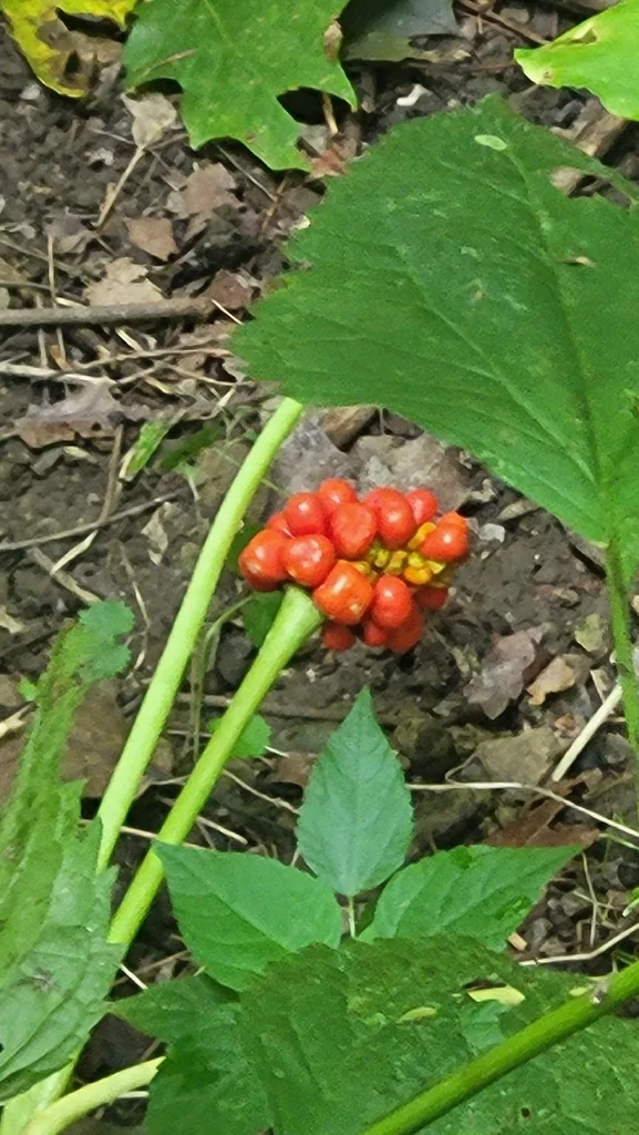 Arisaema Triphyllum