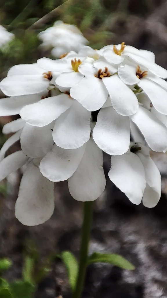 Iberis Sempervirens